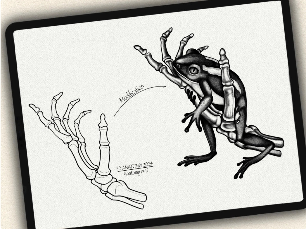 30 Anatomy Tattoo Brushes – Stamp Set for Procreate, Photoshop & CSP | Collection 2024