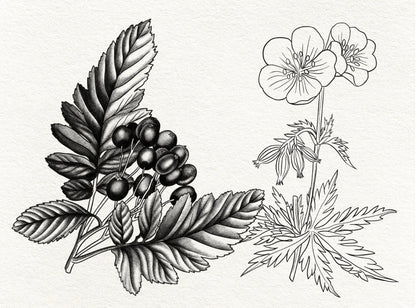 40 Botanical Tattoo Brushes – Stamp Set for Procreate, Photoshop & CSP | Collection 2022