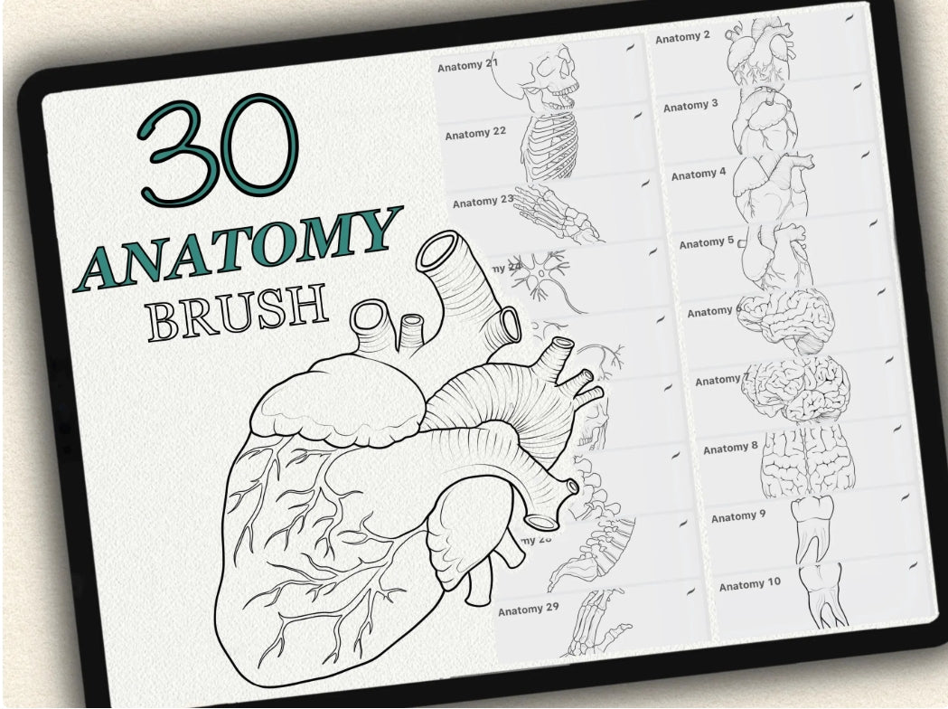 30 Anatomy Tattoo Brushes – Stamp Set for Procreate, Photoshop & CSP | Collection 2024