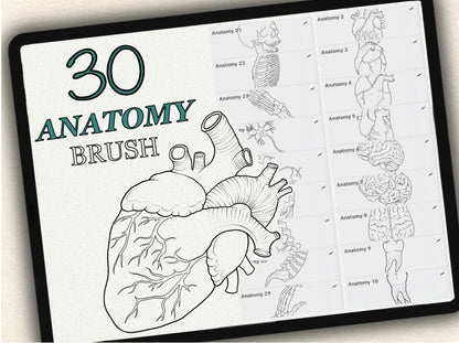 30 Anatomy Tattoo Brushes – Stamp Set for Procreate, Photoshop & CSP | Collection 2024