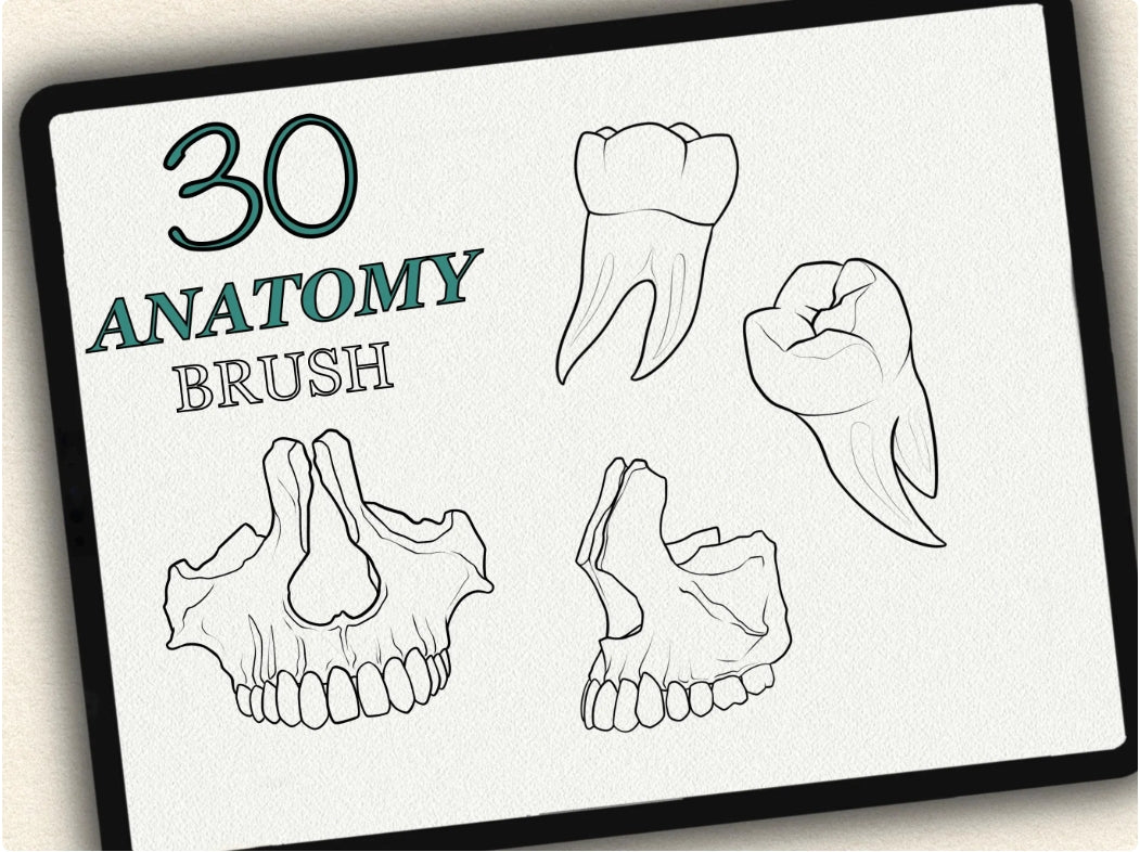 30 Anatomy Tattoo Brushes – Stamp Set for Procreate, Photoshop & CSP | Collection 2024