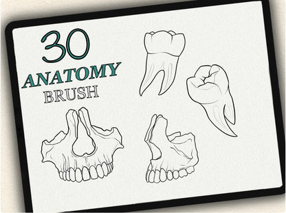 30 Anatomy Tattoo Brushes – Stamp Set for Procreate, Photoshop & CSP | Collection 2024