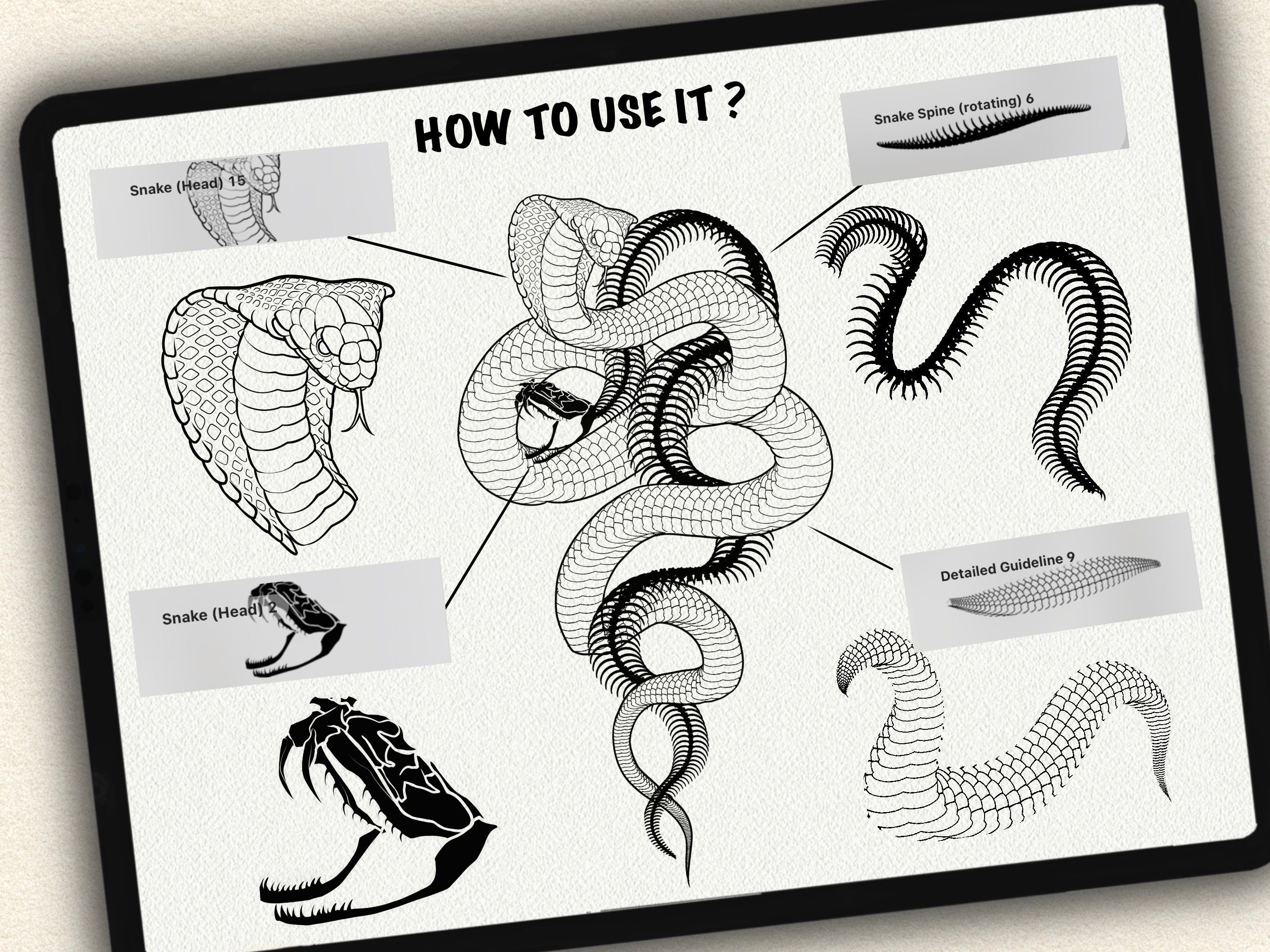 62 Snake Drawing Brushes |2025 Collection